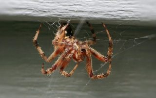 Pest Control 101 | Squash Exterminating