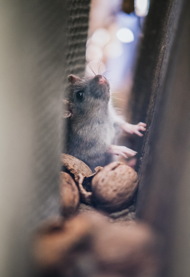 Rodent Control & Exterminator Services | Squash Exterminating