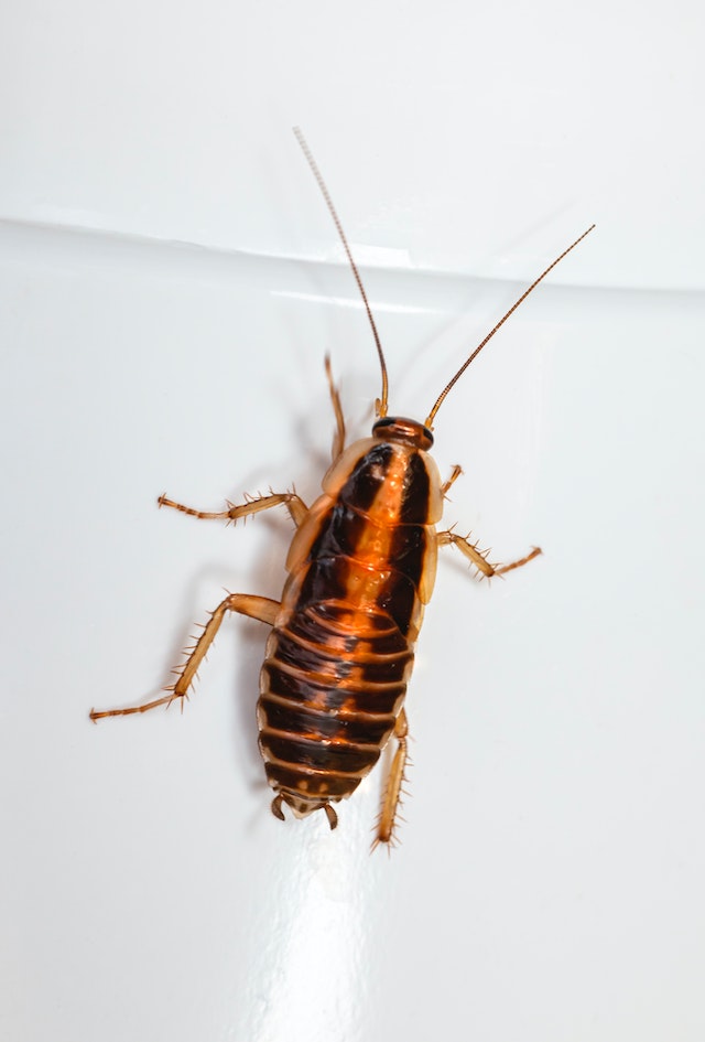 Roach Control & Exterminator Services | Squash Exterminating