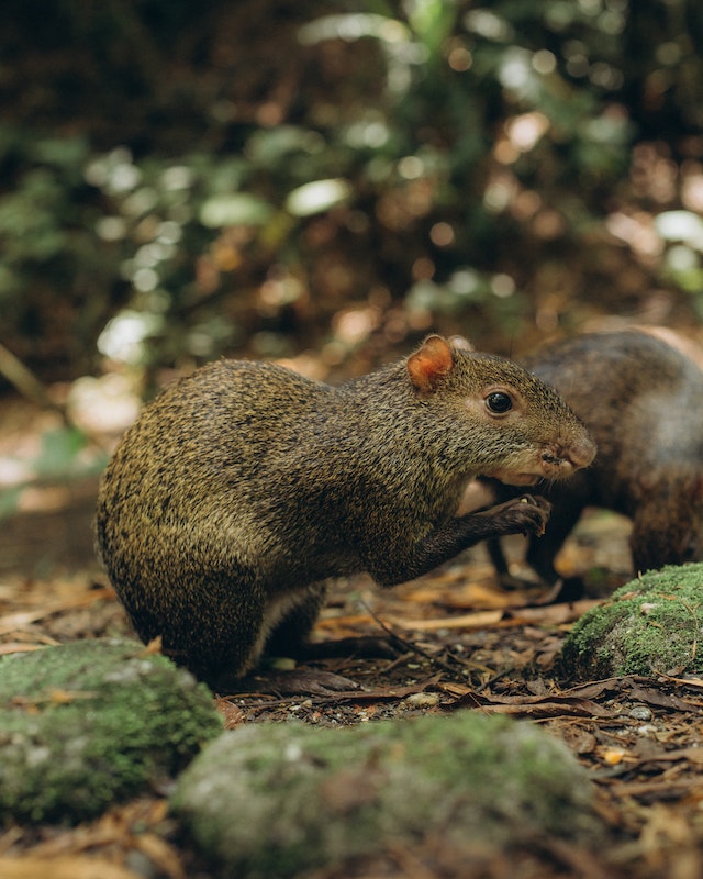 Rodent Control & Exterminator Services | Squash Exterminating